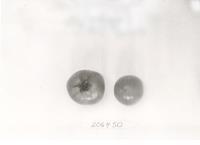 Click for 1 image(s) for this accession. FRUIT